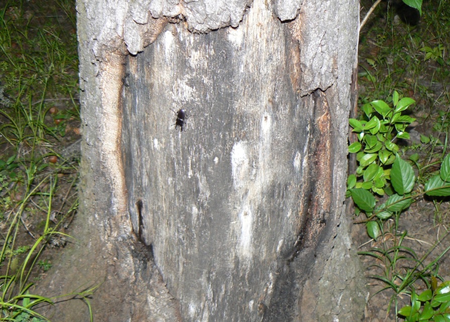 住宅横の飲み屋のとなり_木肌がめくれたところにコクワガタが3匹_2021年5月24日20時35分 気温23度